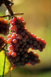 REDgrapes.JPG