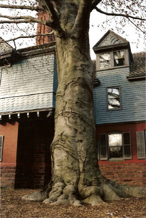 TRElephantTree.jpg