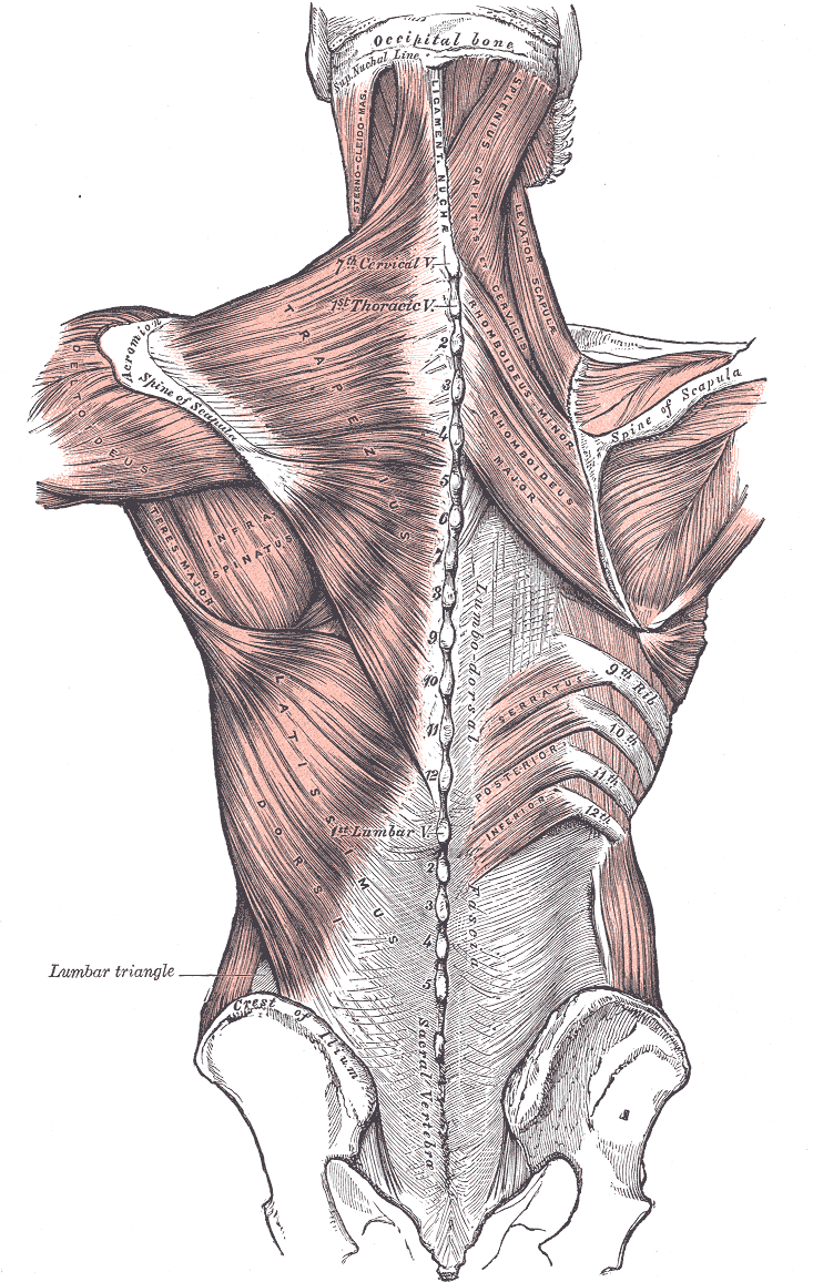 backmuscles.gif